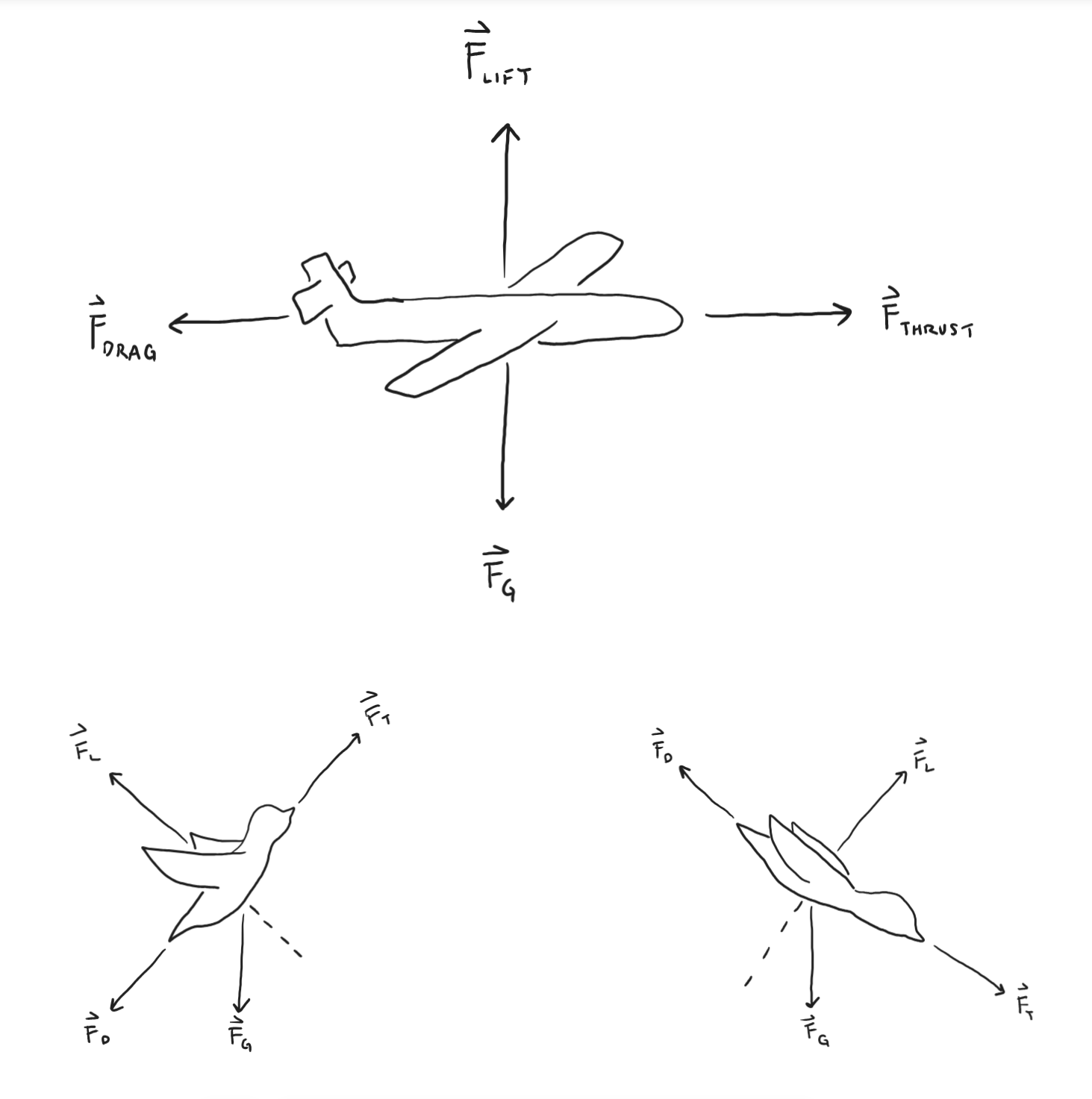 Free-body diagrams of an airplane and two birds at two different directions of flight.